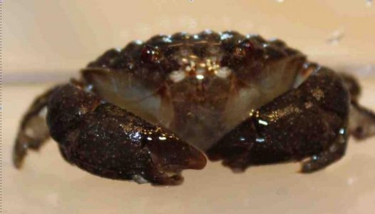 crab11.jpg