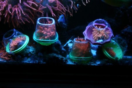 IMG_0392 (800x533).jpg