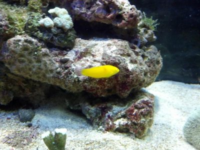 yellow coris wrasse.jpg