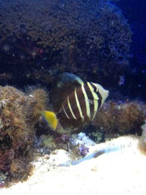 ImageUploadedByTapatalk1358740302.503298.jpg ImageUploadedByTapatalk1358740302.503298.jpg