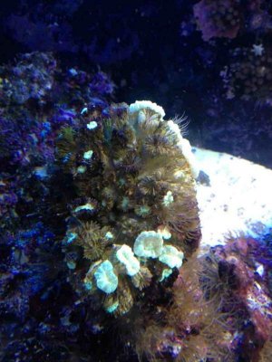 ImageUploadedByTapatalk1358740354.376250.jpg ImageUploadedByTapatalk1358740354.376250.jpg