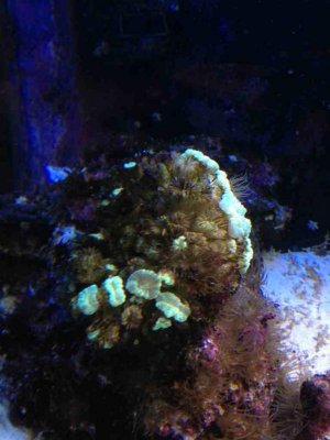 ImageUploadedByTapatalk1358740382.036472.jpg ImageUploadedByTapatalk1358740382.036472.jpg