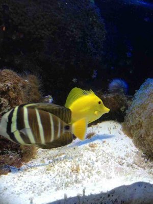 ImageUploadedByTapatalk1358740440.144555.jpg ImageUploadedByTapatalk1358740440.144555.jpg