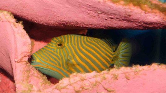 ImageUploadedByTapatalk HD1361065943.638558.jpg