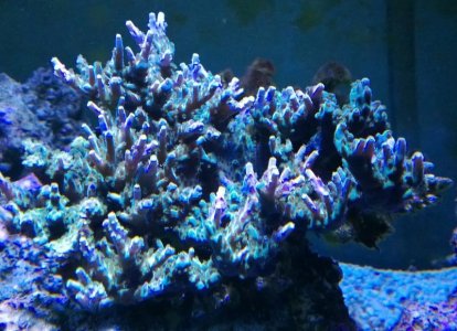 WP_20130220_001_small.jpg