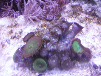 CameraZOOM-20130315240750863.jpg