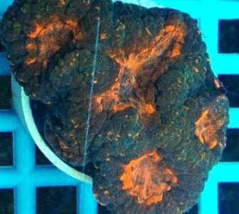 Acanthastrea_Bowerbanki_Green_15092738_large.jpg