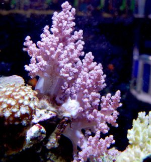 Purple Tosaka.jpg