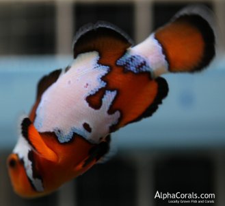 sa fancy snow 103-3.jpg