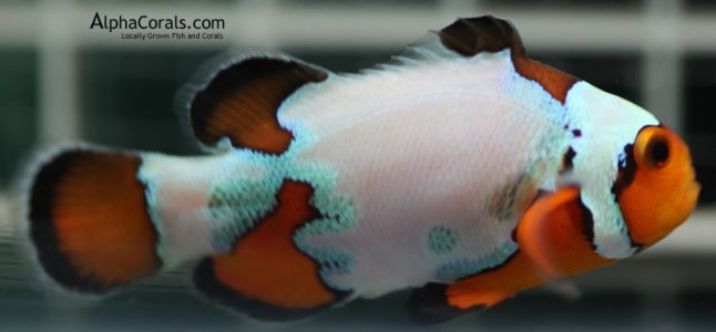 sa fancy snow 102.jpg