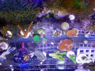 20130226_204523 (800x600).jpg