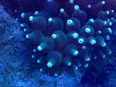 ImageUploadedByTapatalk 21361984062.757450.jpg