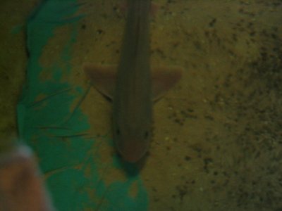 Smoothhound.jpg