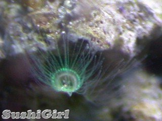 jelly_polyp-green1.jpg