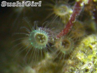 jelly_polyp-green3.jpg