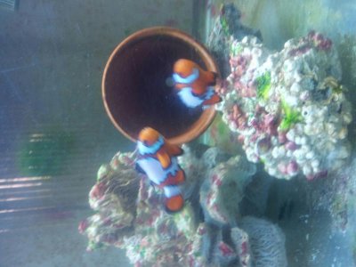clowns2.jpg