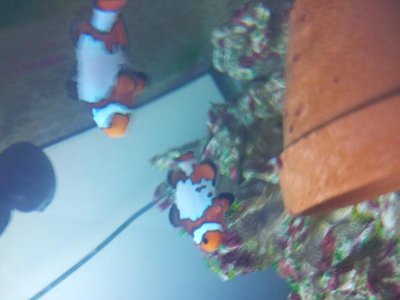 clowns1.jpg