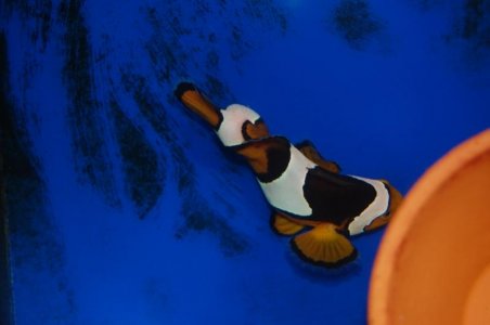 DSC_8541 (800x532).jpg