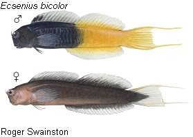 Ecsenius_bicolor.jpg