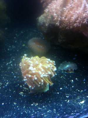 phone pics nov 2012 885.jpg