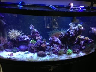 reef tank small.jpg