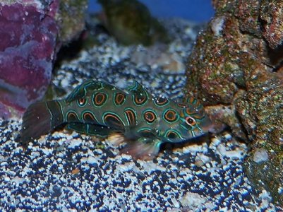 P3050039 (800x599).jpg