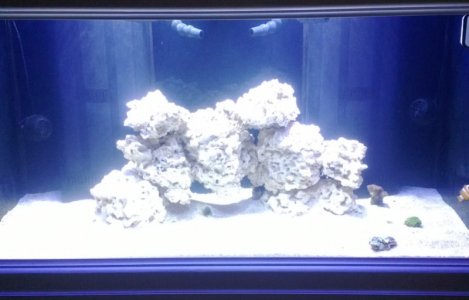 Full Tank shot showing haze.jpg