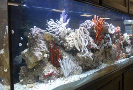 265-gal Reef Tank 3-1-13 004 (1).jpg