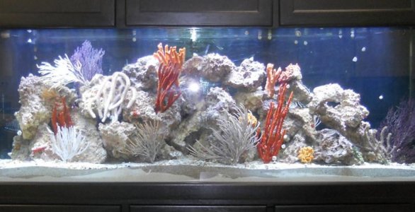 265-gal_Reef_Tank_3-1-13_001.jpg