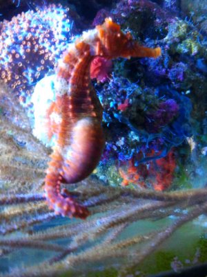 papa seahorse.jpg