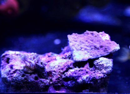 Montipora capricornus - Purple (3).jpg
