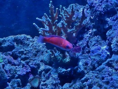 P3020060 (800x599).jpg