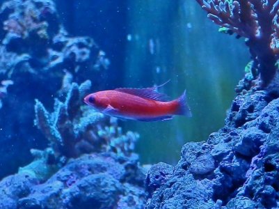 P3020081 (800x599).jpg