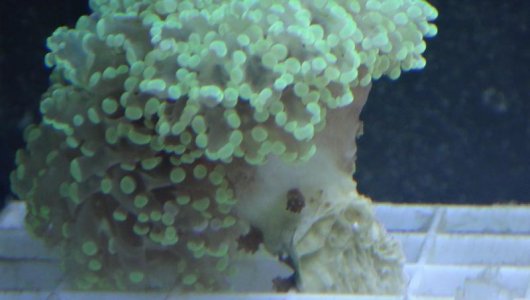 frogspawn.jpg