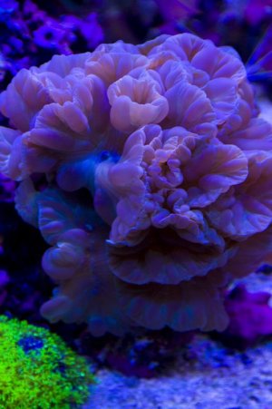 foxcoralsmall.jpg foxcoralsmall.jpg