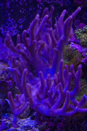 finger leathersmall.jpg finger leathersmall.jpg