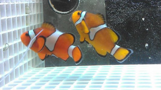 clownfish.jpg