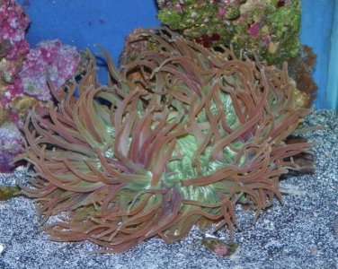 P3230015 (640x511).jpg