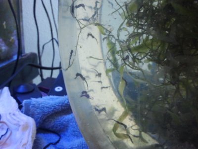baby seahorse 1 March 23.jpg
