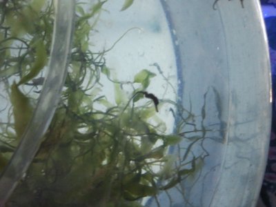 baby seahorse 2 March 23.jpg