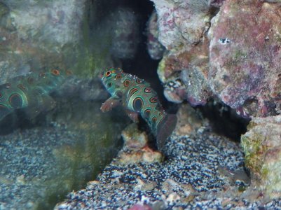 P3050028 (800x599).jpg