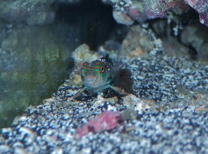 P3050031 (800x594).jpg