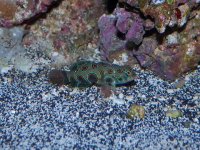 P3050036 (800x600).jpg