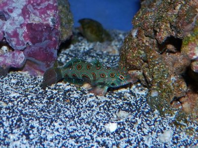 P3050039 (800x600).jpg