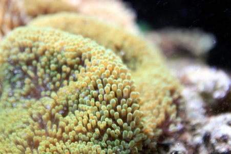 GreenGigantia2013030601 tentacles.jpg