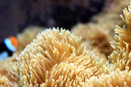 YelGig2013030601 tentacles.jpg