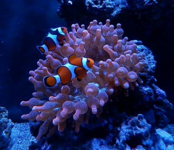 P3220009 (800x690).jpg