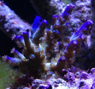 IMG_5585.jpeg