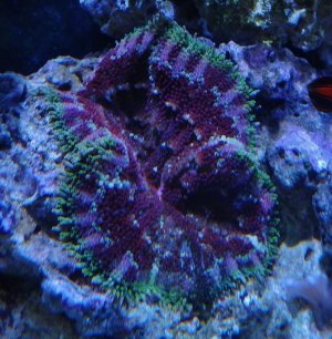 P3200004 (787x800).jpg