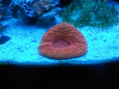 fish fis fish 006.jpg